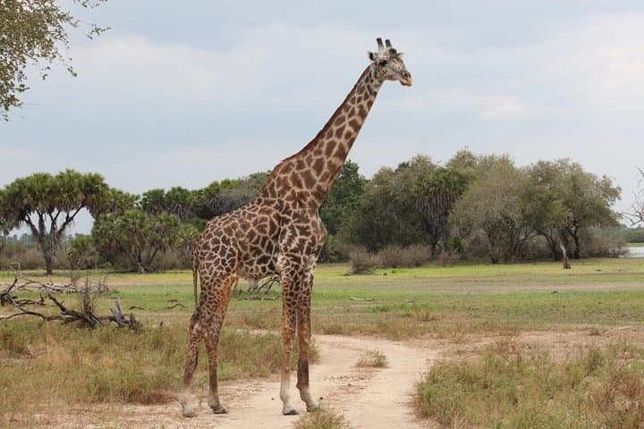 Tarangire & Ngorongoro 2-Day Guided Safari: Camping, Big Five, and Maasai Encounters photo 3