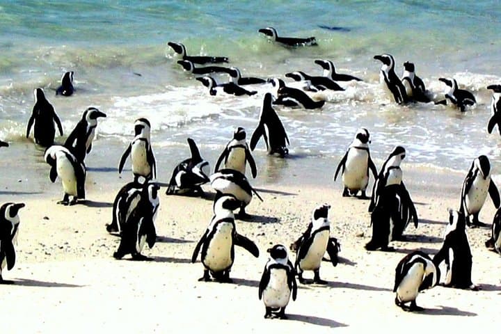 Cape Peninsula Day Tour — Chapman's Peak, Cape Point & Boulders Penguins photo 3
