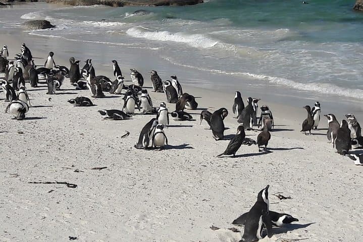 Cape Peninsula Day Tour — Chapman's Peak, Cape Point & Boulders Penguins photo 5