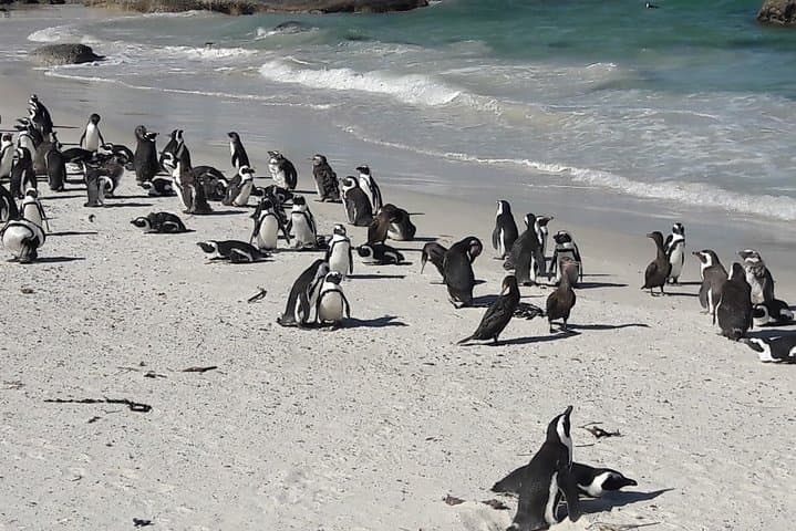 Cape Peninsula Day Tour — Chapman's Peak, Cape Point & Boulders Penguins photo 6