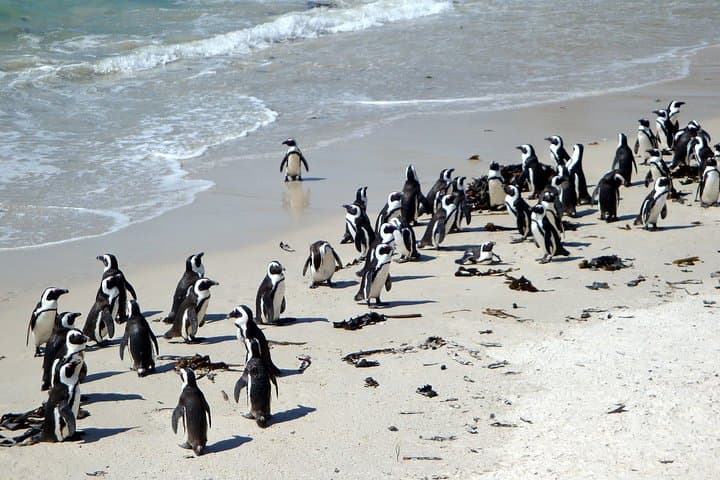 Cape Peninsula Day Tour — Chapman's Peak, Cape Point & Boulders Penguins photo 4