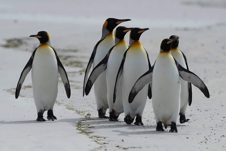 Cape Peninsula Day Tour — Chapman's Peak, Cape Point & Boulders Penguins