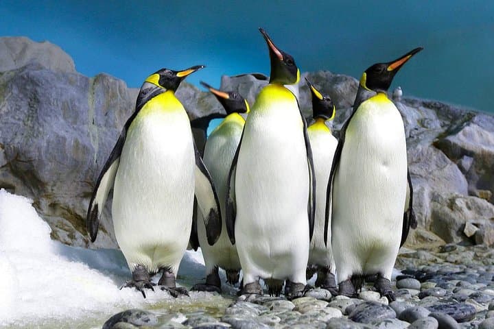 Cape Peninsula Day Tour — Chapman's Peak, Cape Point & Boulders Penguins photo 2