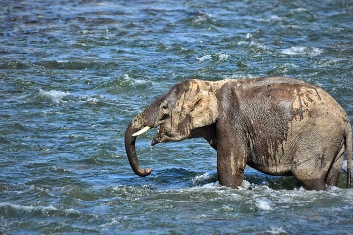 Half-Day Jungle Ride in Jim Corbett National Park from Dhikuli — 3-Hour 4x4 Safari