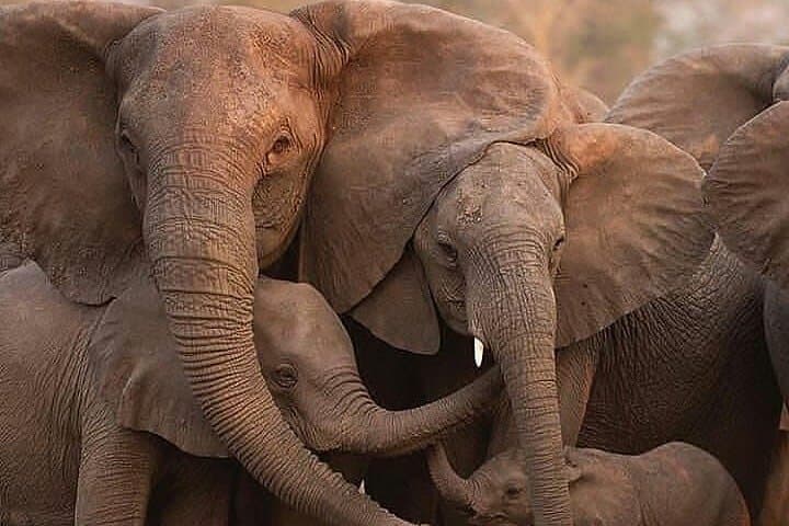 2-Day Tanzania Safari: Tarangire & Ngorongoro Crater Wildlife Weekend photo 2