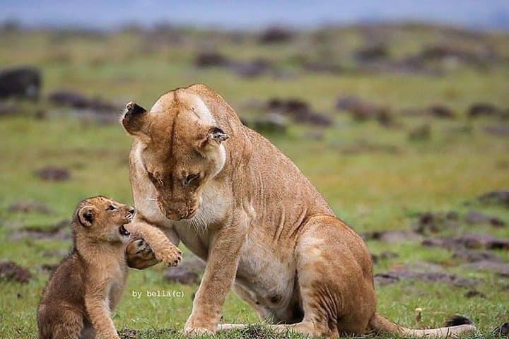 2-Day Tanzania Safari: Tarangire & Ngorongoro Crater Wildlife Weekend photo 3