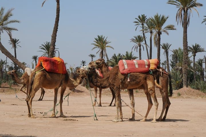 Marrakech Palm Grove Camel Ride & Mint Tea Break at Sunset photo 3