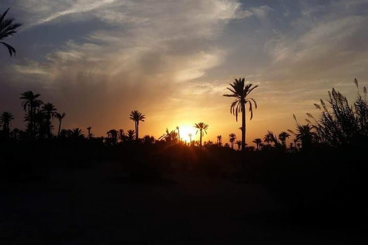 Marrakech Palm Grove Camel Ride & Mint Tea Break at Sunset photo 6