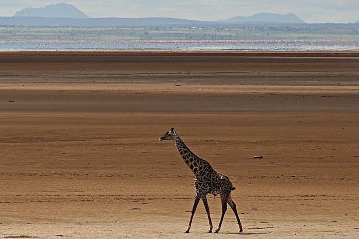 2-Day Private Safari: Ngorongoro Crater & Tarangire Elephant Herds photo 2