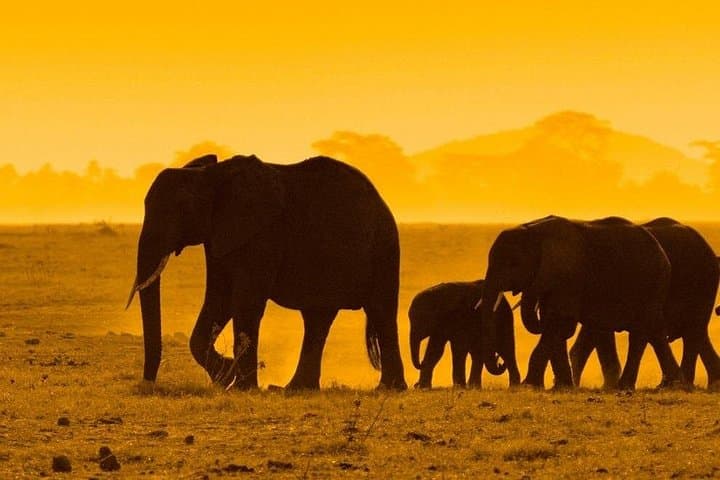 2-Day Private Safari: Ngorongoro Crater & Tarangire Elephant Herds photo 4