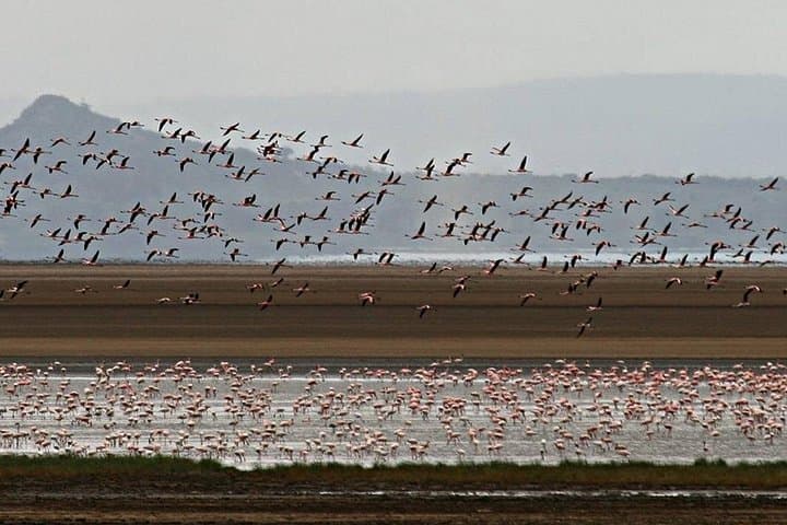 2-Day Private Safari: Ngorongoro Crater & Tarangire Elephant Herds photo 5