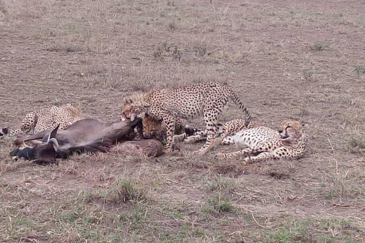 2-Day Private Safari: Ngorongoro Crater & Tarangire Elephant Herds photo 6