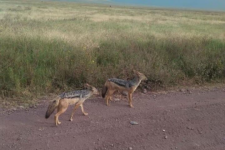 3-Day Private Safari: Serengeti & Ngorongoro Crater from Arusha photo 3