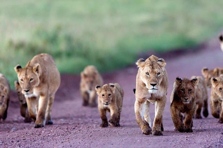 2-Day Ngorongoro & Tarangire Lodge Safari from Arusha photo 2