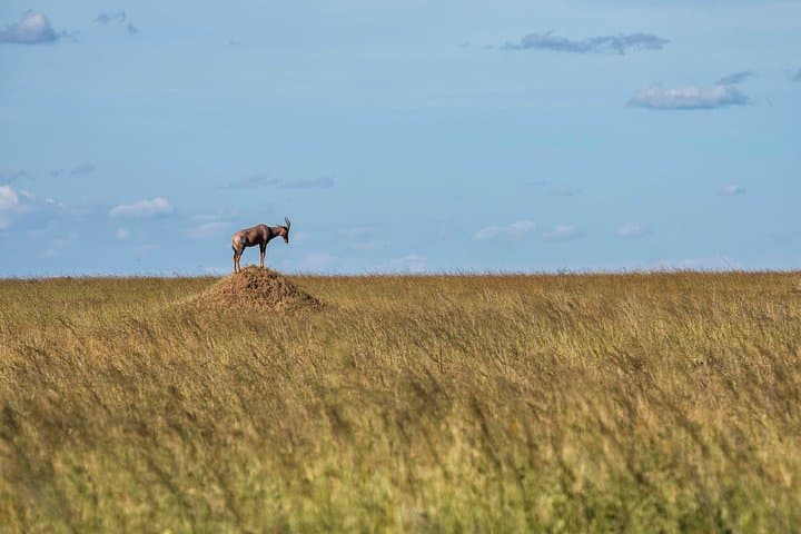 2-Day Ngorongoro & Tarangire Lodge Safari from Arusha photo 6