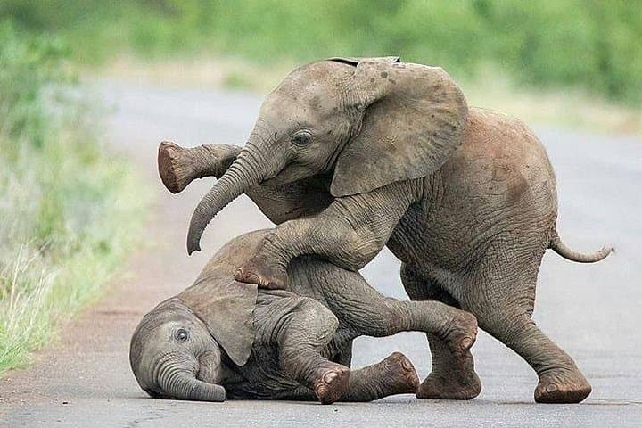 Two-Day Private Safari: Ngorongoro Crater & Tarangire Wildlife Experience photo 3