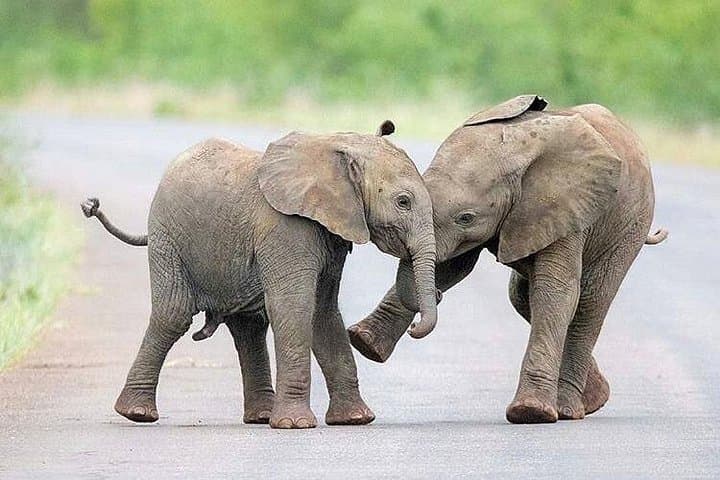 Two-Day Private Safari: Ngorongoro Crater & Tarangire Wildlife Experience photo 1