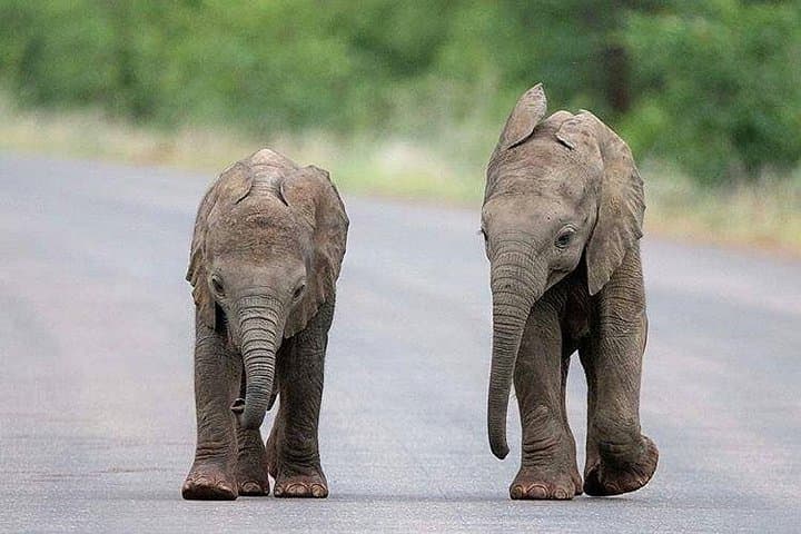 Two-Day Private Safari: Ngorongoro Crater & Tarangire Wildlife Experience photo 4