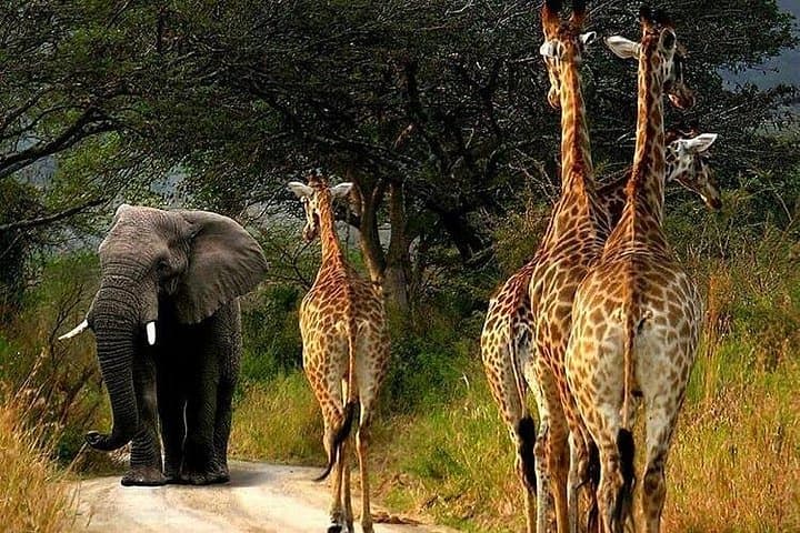 Two-Day Private Safari: Ngorongoro Crater & Tarangire Wildlife Experience photo 2