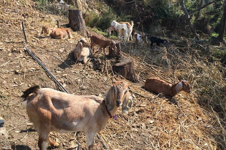 Chisapani to Nagarkot: A 3-Day Ridge Hike from Kathmandu with Sunrise Views photo 6