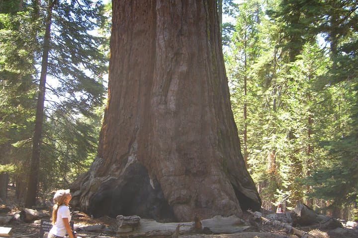 Western National Parks 7-Day Explorer: Zion to Yosemite Guided Lodging Tour photo 3