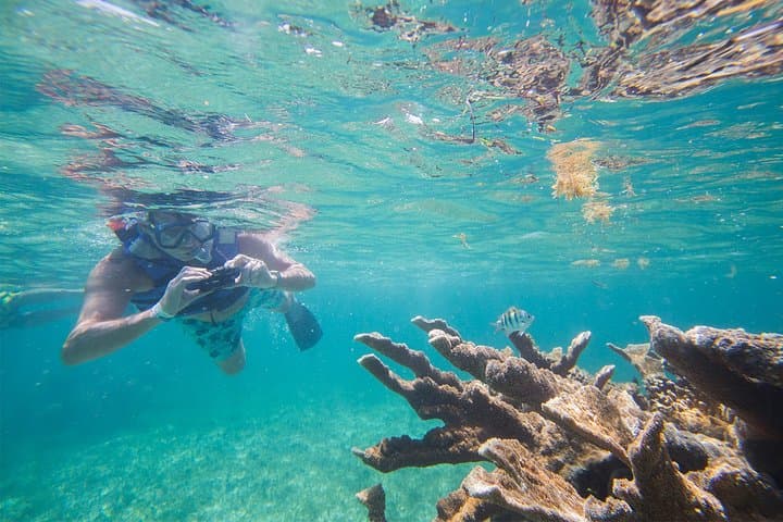 Half-Day Snorkel at Puerto Morelos Reef — Mesoamerican Reef Snorkeling Tour photo 6