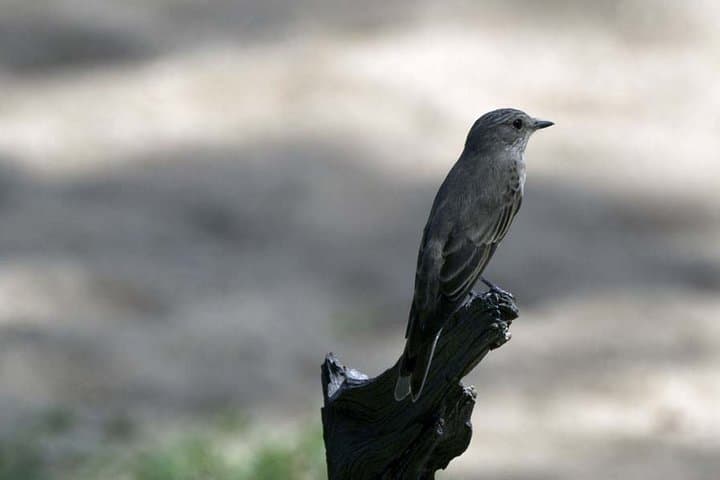 3-Day Lodge Safari: Serengeti & Ngorongoro Crater Itinerary photo 2