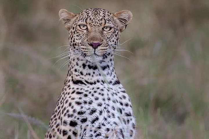 3-Day Lodge Safari: Serengeti & Ngorongoro Crater Itinerary photo 3