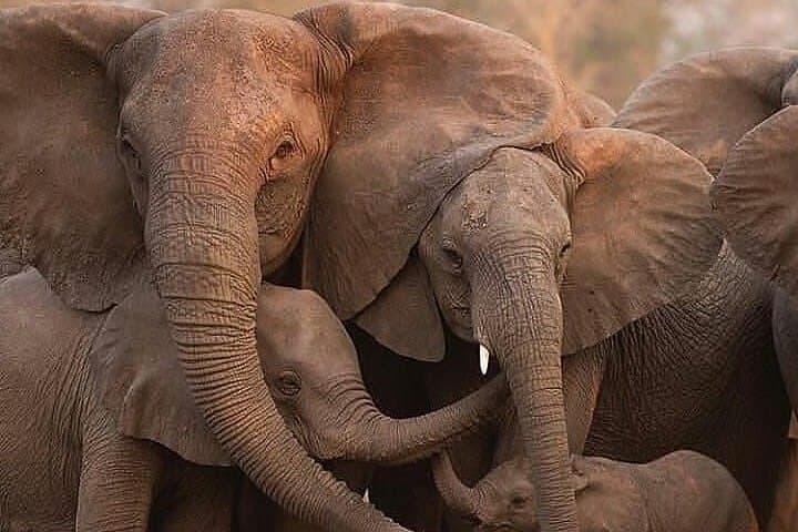 3-Day Lodge Safari: Serengeti & Ngorongoro Crater Itinerary photo 6