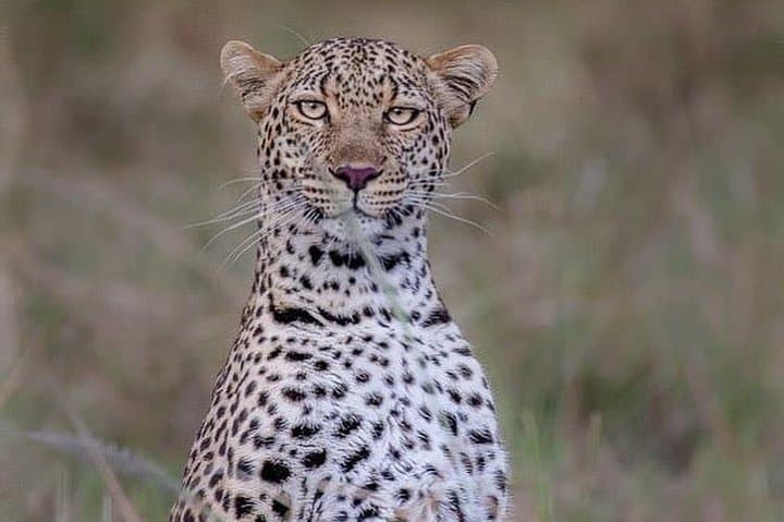 3-Day Private Lodge Serengeti Migration Safari from Arusha photo 2
