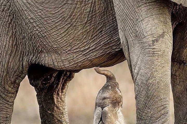 3-Day Private Lodge Serengeti Migration Safari from Arusha photo 3