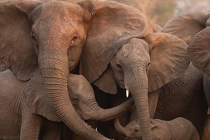 3-Day Private Lodge Serengeti Migration Safari from Arusha photo 4