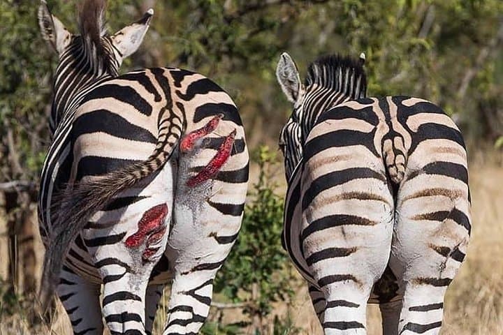 3-Day Private Lodge Serengeti Migration Safari from Arusha photo 5