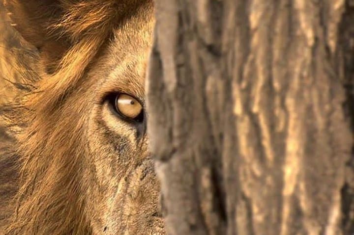3-Day Private Lodge Serengeti Migration Safari from Arusha photo 6