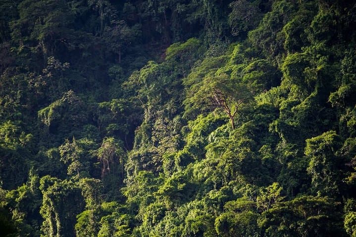 El Chocoyero El Brujo Nature Reserve Hike from Managua — Waterfall, Birds & Howler Monkeys