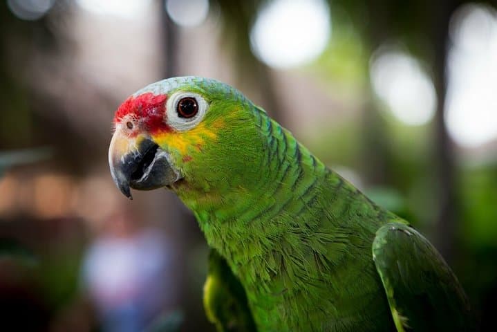 El Chocoyero El Brujo Nature Reserve Hike from Managua — Waterfall, Birds & Howler Monkeys photo 3