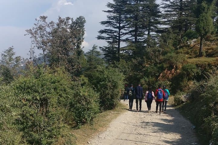 Mussoorie Nature Walk: 2-Hour Guided Trail Through Himalayan Woods