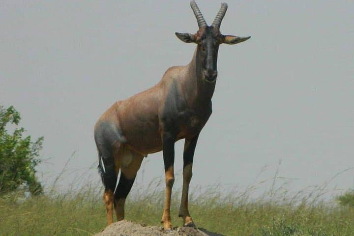 3-Day Private Safari: Serengeti & Ngorongoro Crater from Arusha photo 2