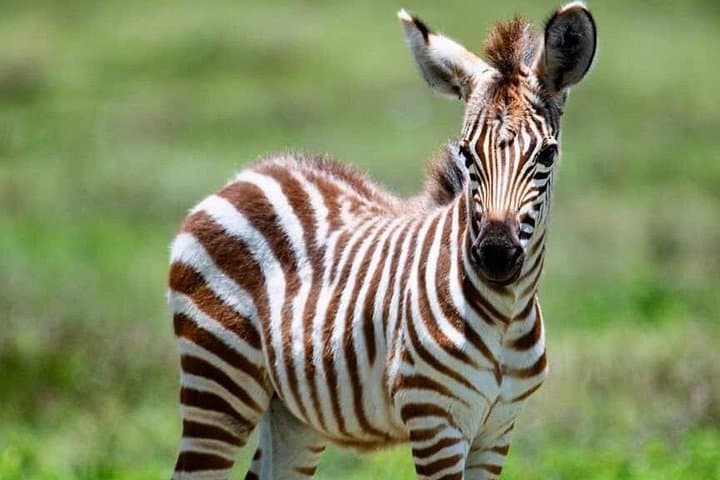3-Day Private Safari: Serengeti & Ngorongoro Crater from Arusha photo 1