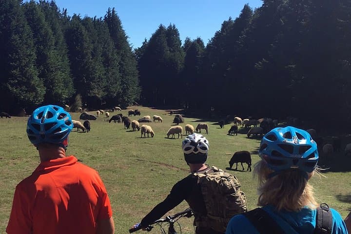 Easy Levada Biking Tour on Madeira’s Levada da Serra — Family-Friendly Ride