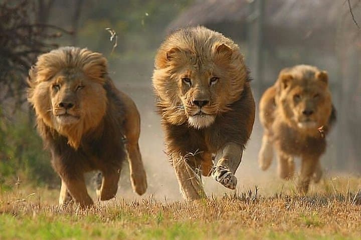 Private 3-Day Luxury Migration Safari: Serengeti & Ngorongoro Wildlife Experience