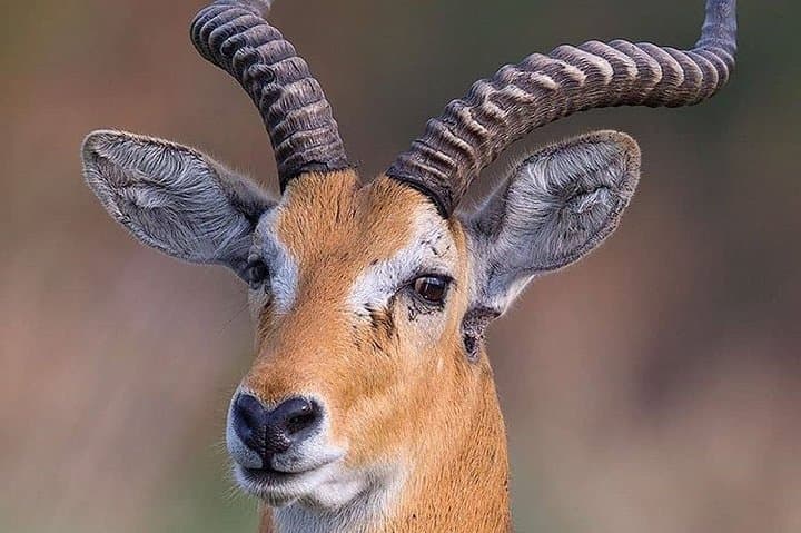 Private 3-Day Luxury Migration Safari: Serengeti & Ngorongoro Wildlife Experience photo 2