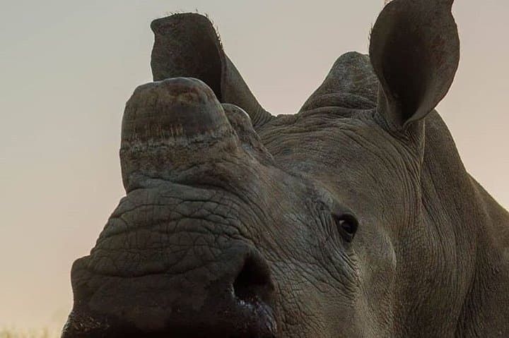 Private 3-Day Luxury Migration Safari: Serengeti & Ngorongoro Wildlife Experience photo 4