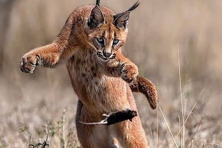 Private 3-Day Luxury Migration Safari: Serengeti & Ngorongoro Wildlife Experience photo 5