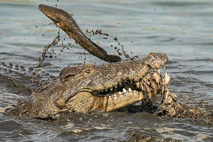 Private 3-Day Luxury Migration Safari: Serengeti & Ngorongoro Wildlife Experience photo 6