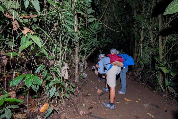 La Fortuna Rainforest Night Walk: Private Guided Nocturnal Wildlife Tour photo 2