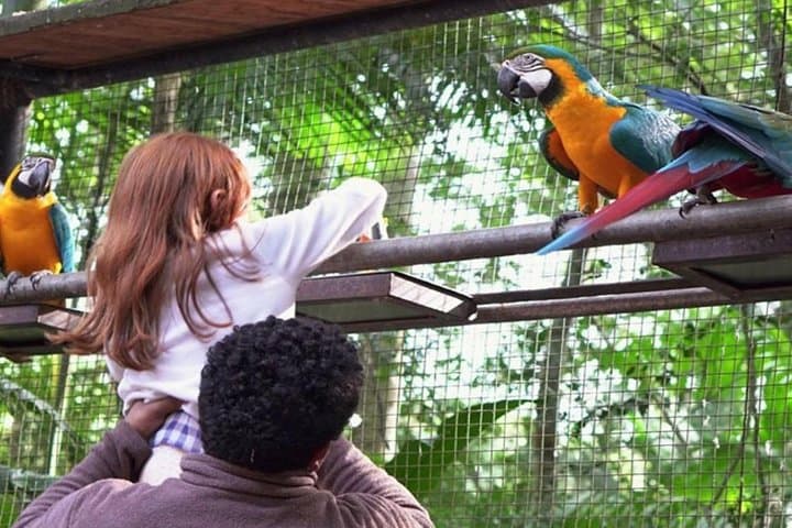 Brazilian Falls and Parque das Aves Tour — Foz do Iguaçu Day Trip photo 4