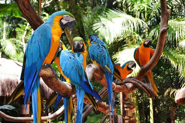 Brazilian Falls and Parque das Aves Tour — Foz do Iguaçu Day Trip photo 3