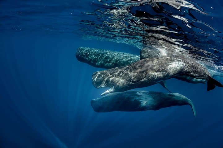 Mirissa Blue Whale Safari — Private Day Trip from Colombo or Negombo