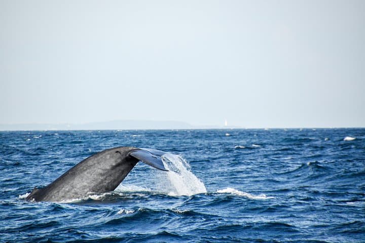 Mirissa Blue Whale Safari — Private Day Trip from Colombo or Negombo photo 2
